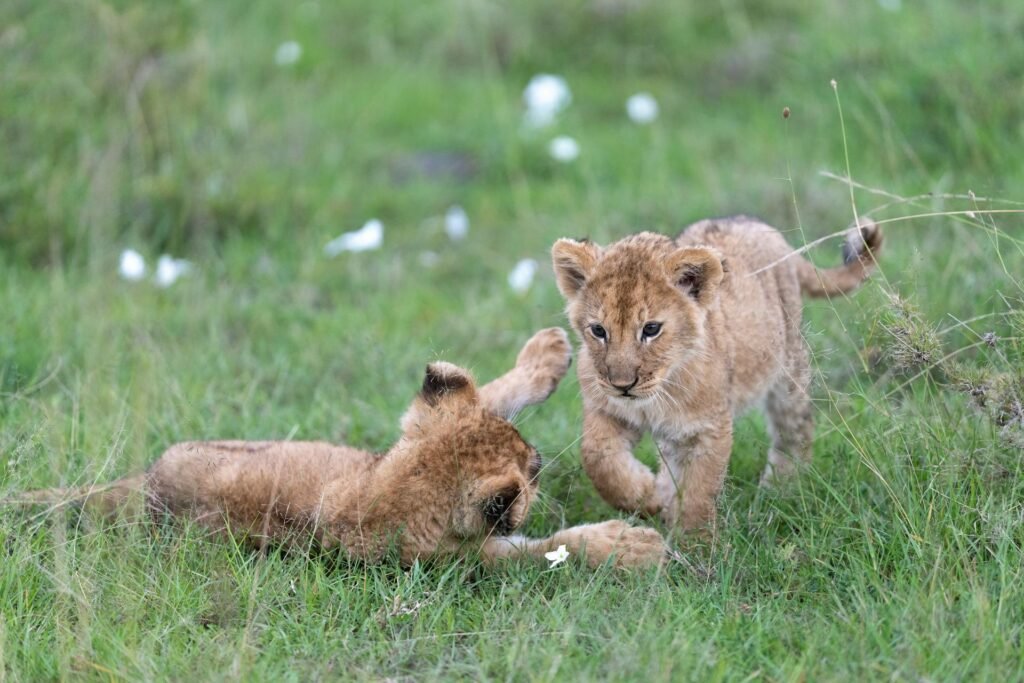 bardia-national-park-safari