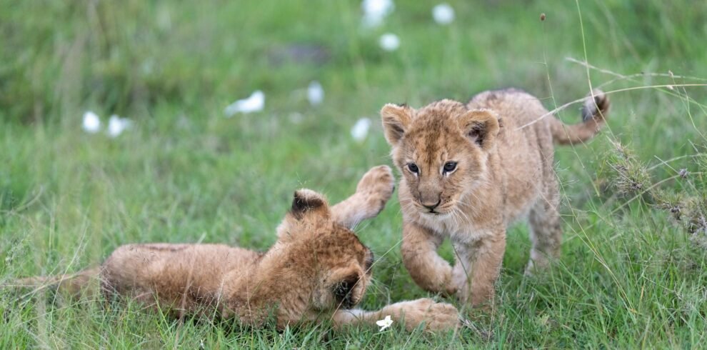 bardia-national-park-safari