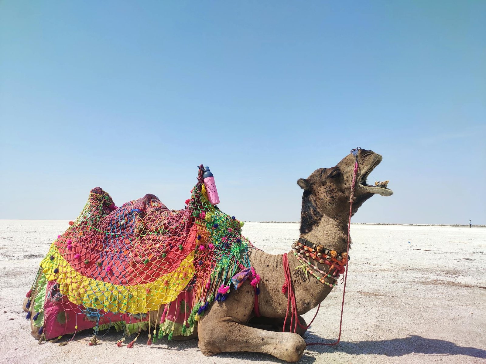 Rann of Kutch – The White Desert & Gujarat’s Heritage