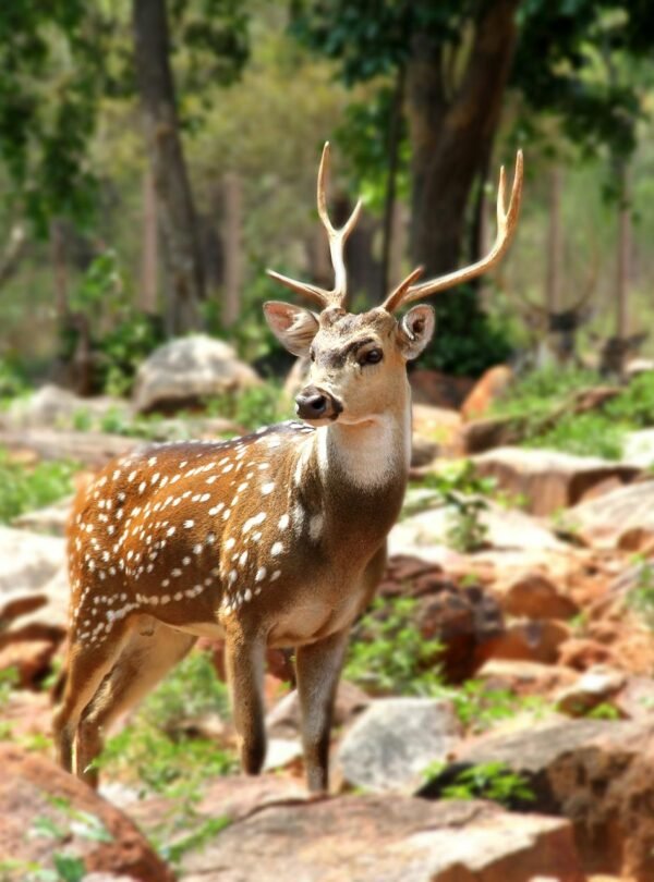 wildlife-tour-india