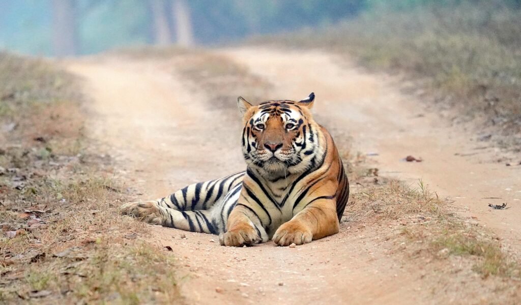 ranthambore national park