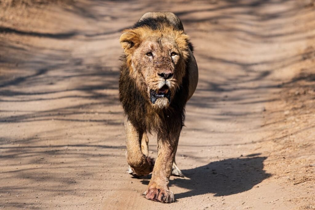Gir National Park, Gujarat