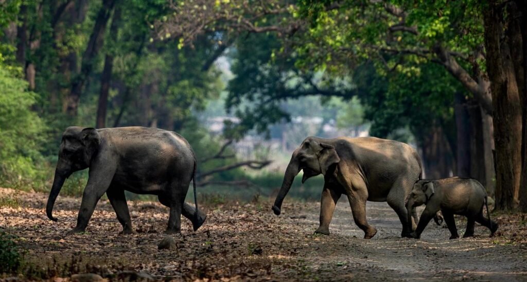 jim corbett national park, uttarakhand