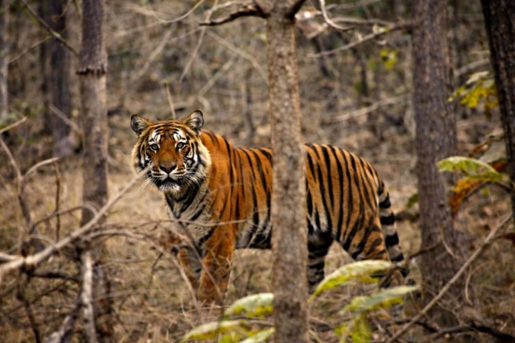 Kanha National Park, Madhya Pradesh