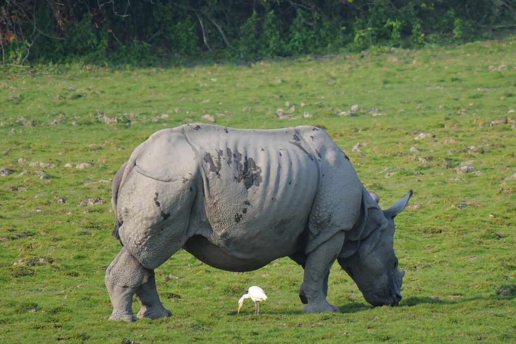 Kaziranga National Park, Assam