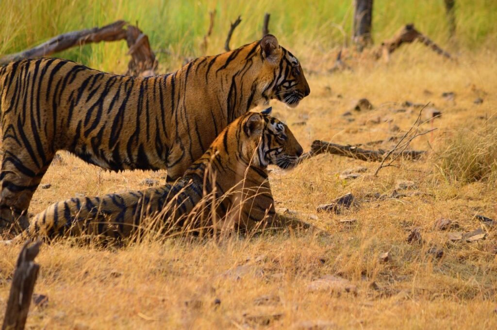 wildlife safaris in India