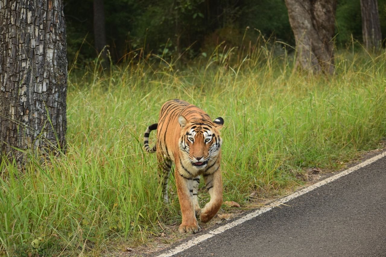 Wildlife Safaris in India